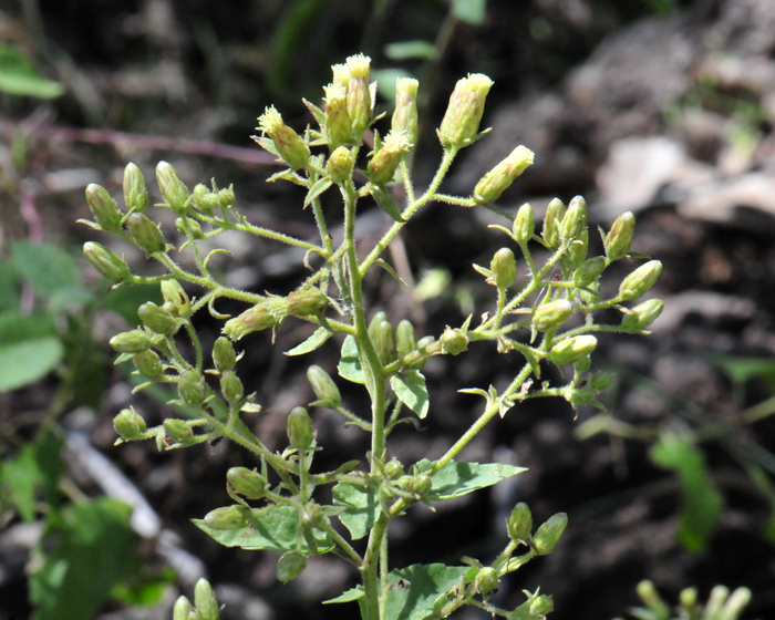 Chihuahuan Brickellbush, also call Desert Brickellbush is shrub or sub-shrub that grows tall and mostly erect; plants are woody at the base with stems branching upward; the upper-parts of the plants are often glandular-viscid or sticky.  Brickellia floribunda